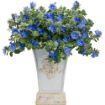 Picture of Evolvulus 'Blue My Mind®' Dwarf Morning Glory - 4.5" Pot