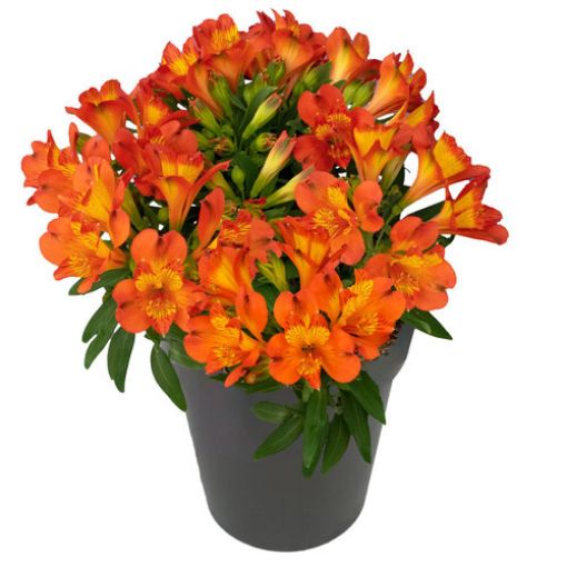 Picture of Alstroemeria 'Inca Holland®' Peruvian Lily - One Quart Pot