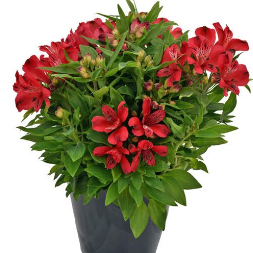 Picture of Alstroemeria 'Inca Lolly®' Peruvian Lily - One Quart Pot