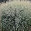 Picture of Panicum 'Niagara Falls' PRAIRIE WINDS® Collection Switch Grass - One Quart Pot
