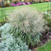 Picture of Panicum 'Niagara Falls' PRAIRIE WINDS® Collection Switch Grass - One Quart Pot
