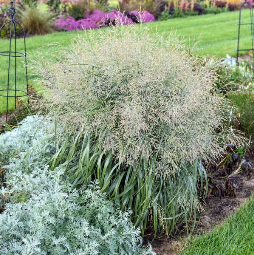 Picture of Panicum 'Niagara Falls' PRAIRIE WINDS® Collection Switch Grass - One Quart Pot
