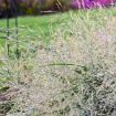 Picture of Panicum 'Niagara Falls' PRAIRIE WINDS® Collection Switch Grass - One Quart Pot