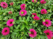 Picture of Echinacea Sunseekers® 'Sweet Fuchsia' PPAF Coneflower - One Quart Pot