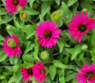 Picture of Echinacea Sunseekers® 'Sweet Fuchsia' PPAF Coneflower - One Quart Pot
