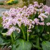 Picture of Bergenia 'Fairytale Romance' Winter Glut - One Quart Pot