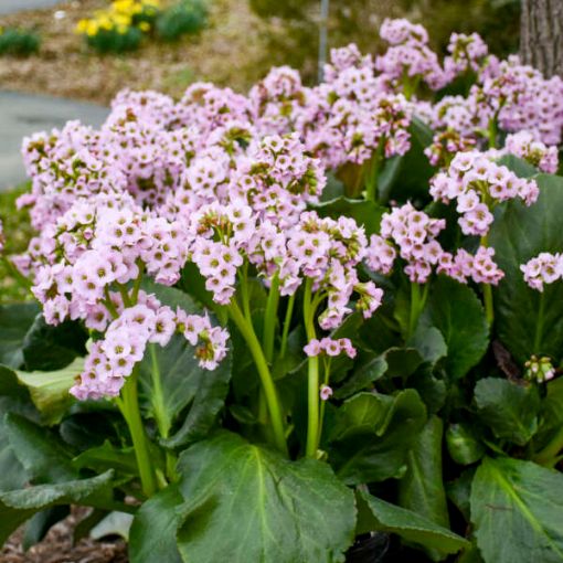 Picture of Bergenia 'Fairytale Romance' Winter Glut - One Quart Pot