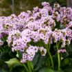 Picture of Bergenia 'Fairytale Romance' Winter Glut - One Quart Pot