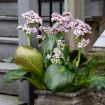 Picture of Bergenia 'Fairytale Romance' Winter Glut - One Quart Pot