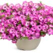 Picture of Supertunia 'Tiara® Pink' Petunia - 4.5" Pot