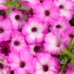 Picture of Supertunia 'Tiara® Pink' Petunia - 4.5" Pot