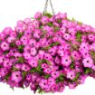 Picture of Supertunia 'Tiara® Pink' Petunia - 4.5" Pot