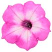 Picture of Supertunia 'Tiara® Pink' Petunia - 4.5" Pot