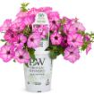 Picture of Supertunia 'Tiara® Pink' Petunia - 4.5" Pot