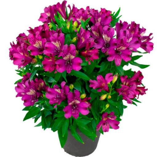 Picture of Alstroemeria 'Batavia®' Peruvian Lily - One Quart Pot