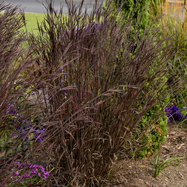 Andropogon 'Blackhawks' - One Quart Pot. New Garden Plants