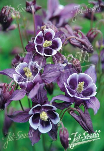 Picture of Aquilegia 'Winky Purple & White' Columbine - One Quart Pot