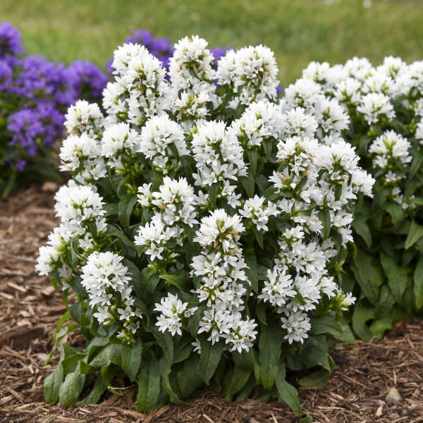 Campanula 'Angel Bells' Bellflower - One Quart Pot. New Garden Plants