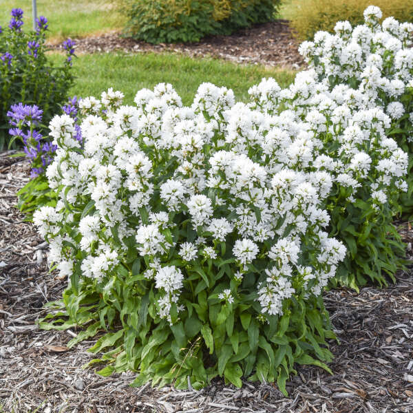 Campanula 'Angel Bells' Bellflower - One Quart Pot. New Garden Plants