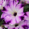 Picture of Petunia 'Crazytunia® Berry Frappe' - 4.5" Pot
