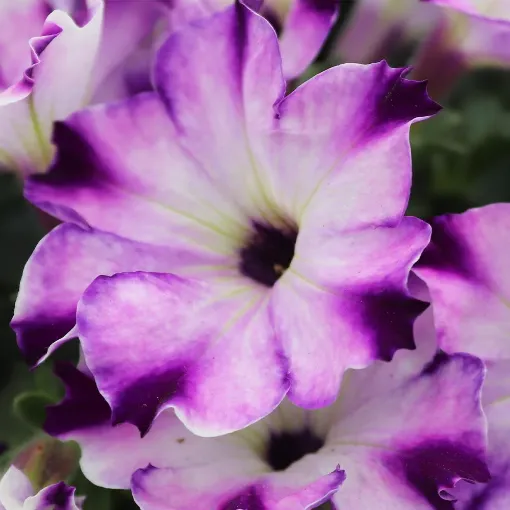 Picture of Petunia 'Crazytunia® Berry Frappe' - 4.5" Pot