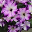 Picture of Petunia 'Crazytunia® Berry Frappe' - 4.5" Pot