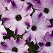 Picture of Petunia 'Crazytunia® Berry Frappe' - 4.5" Pot