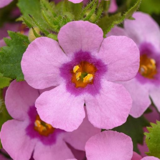 Bacopa 'MegaCopa™ Dark Pink' - 4.5