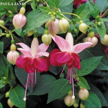 Fuchsia. New Garden Plants