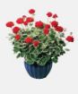 Picture of Geranium 'Wilhelm Langguth' - 4.5" Pot
