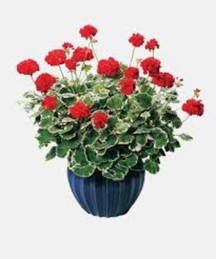 Picture of Geranium 'Wilhelm Langguth' - 4.5" Pot