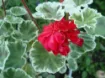 Picture of Geranium 'Wilhelm Langguth' - 4.5" Pot