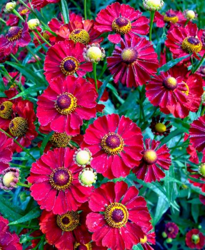 Picture of Helenium Mariachi™ 'Siesta' Sneezewort - One Quart Pot