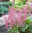 Picture of Heucherella 'Shadow Tag' FUN AND GAMES® Collection Foamy Bells - One Quart Pot