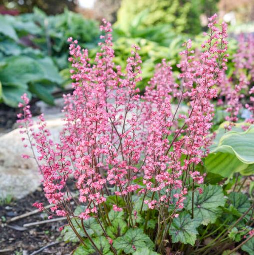 Picture of Heucherella 'Shadow Tag' FUN AND GAMES® Collection Foamy Bells - One Quart Pot