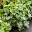 Picture of Heucherella 'Shadow Tag' FUN AND GAMES® Collection Foamy Bells - One Quart Pot