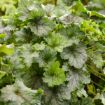 Picture of Heucherella 'Shadow Tag' FUN AND GAMES® Collection Foamy Bells - One Quart Pot