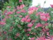 Picture of Lonicera 'Serotina' - One Quart Pot