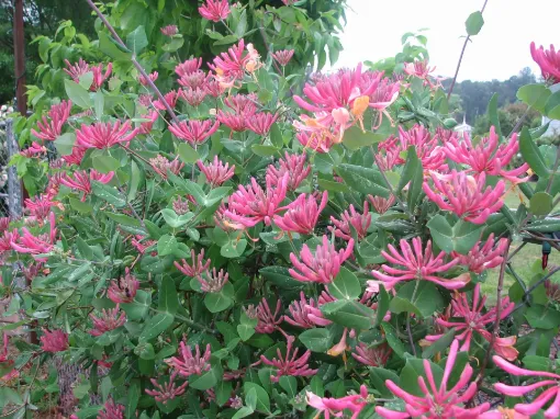 Picture of Lonicera 'Serotina' - One Quart Pot