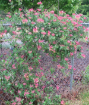 Picture of Lonicera 'Serotina' - One Quart Pot