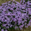 Picture of Phlox s. 'Eye Candy' Creeping Phlox - One Quart Pot