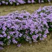 Picture of Phlox s. 'Eye Candy' Creeping Phlox - One Quart Pot