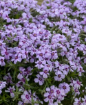 Picture of Phlox s. 'Eye Candy' Creeping Phlox - One Quart Pot