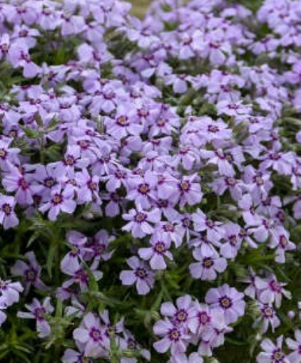 Picture of Phlox s. 'Eye Candy' Creeping Phlox - One Quart Pot