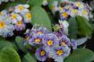 Picture of Primula 'Blue Zebra' - One Quart Pot