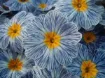 Picture of Primula 'Blue Zebra' - One Quart Pot
