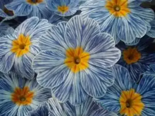 Picture of Primula 'Blue Zebra' - One Quart Pot