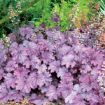 Picture of Heuchera ‘Sugar Berry' LITTLE CUTIES™ Coral Bells - One Quart Pot