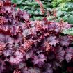 Picture of Heuchera ‘Sugar Berry' LITTLE CUTIES™ Coral Bells - One Quart Pot