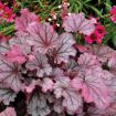 Picture of Heuchera ‘Sugar Berry' LITTLE CUTIES™ Coral Bells - One Quart Pot